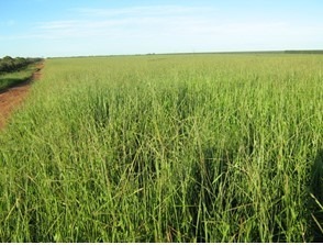 Fazenda à venda com 3 quartos, 10320000m² - Foto 3