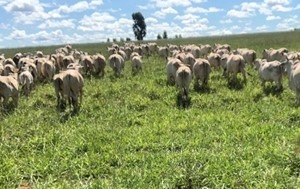 Fazenda à venda com 3 quartos, 10320000m² - Foto 7