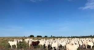 Fazenda à venda com 3 quartos, 10320000m² - Foto 9