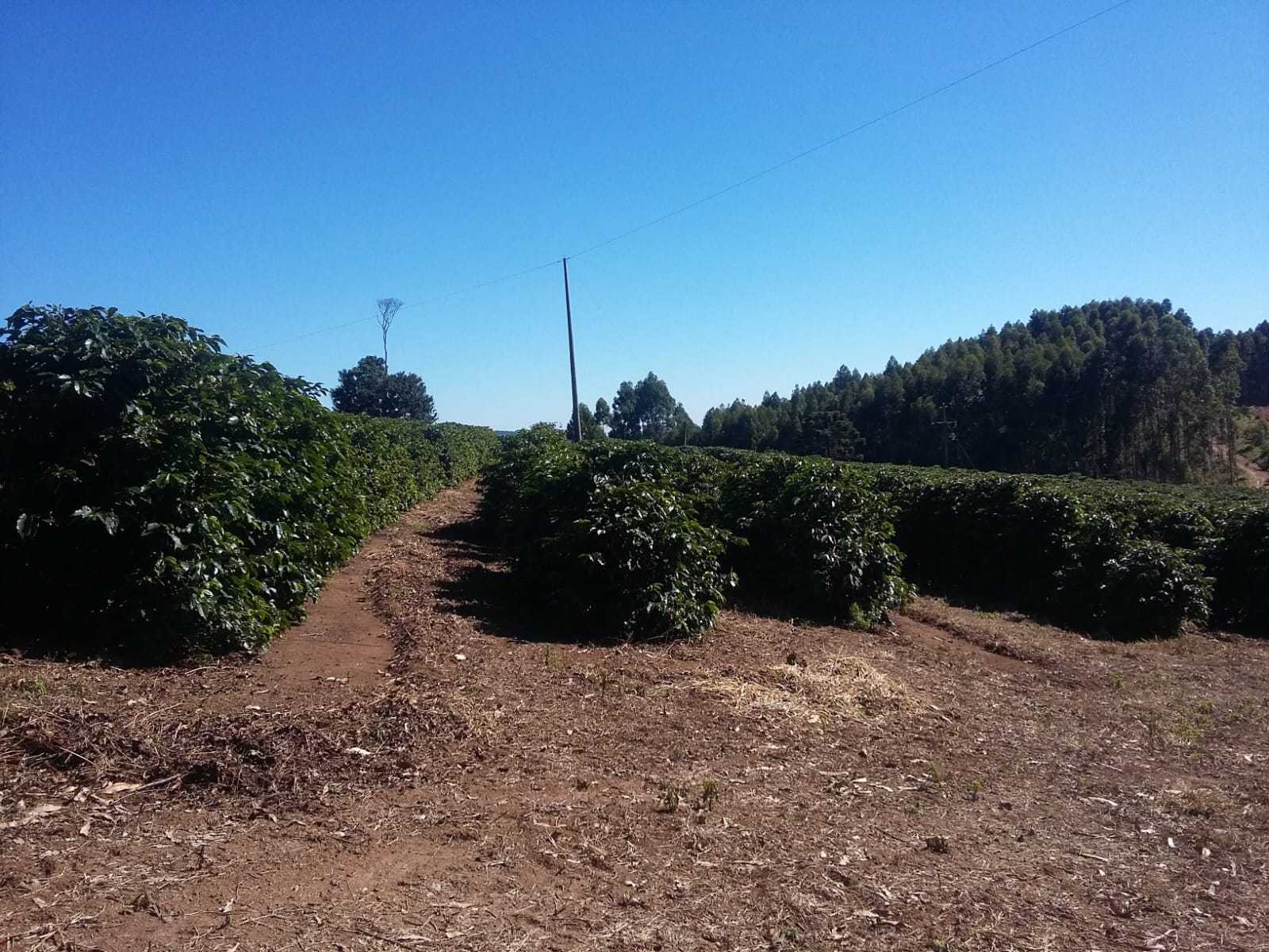 Fazenda à venda com 3 quartos, 6776000m² - Foto 5