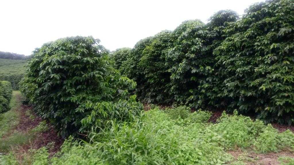 Fazenda à venda com 3 quartos, 6776000m² - Foto 8