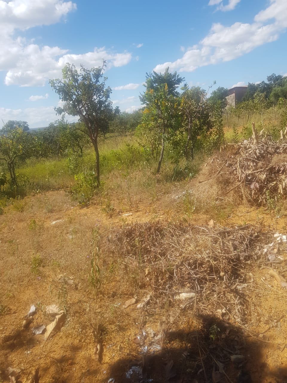Sítio à venda com 1 quarto, 65m² - Foto 24