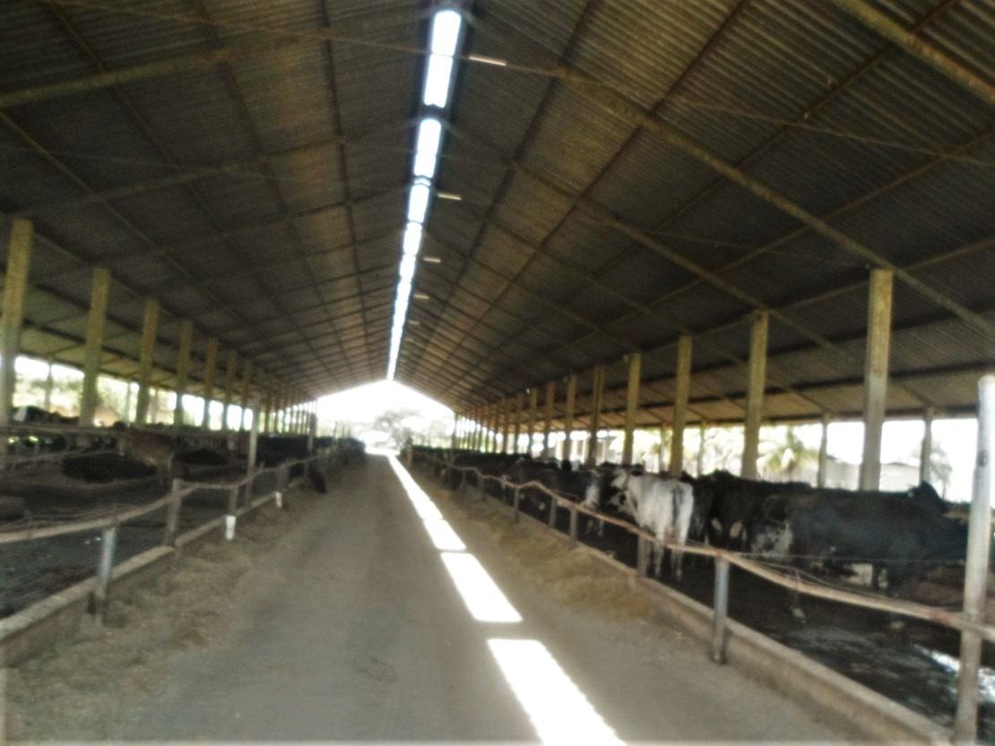 Fazenda à venda com 3 quartos, 1005000m² - Foto 6