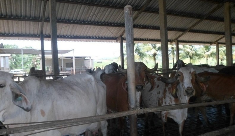 Fazenda à venda com 3 quartos, 1005000m² - Foto 4