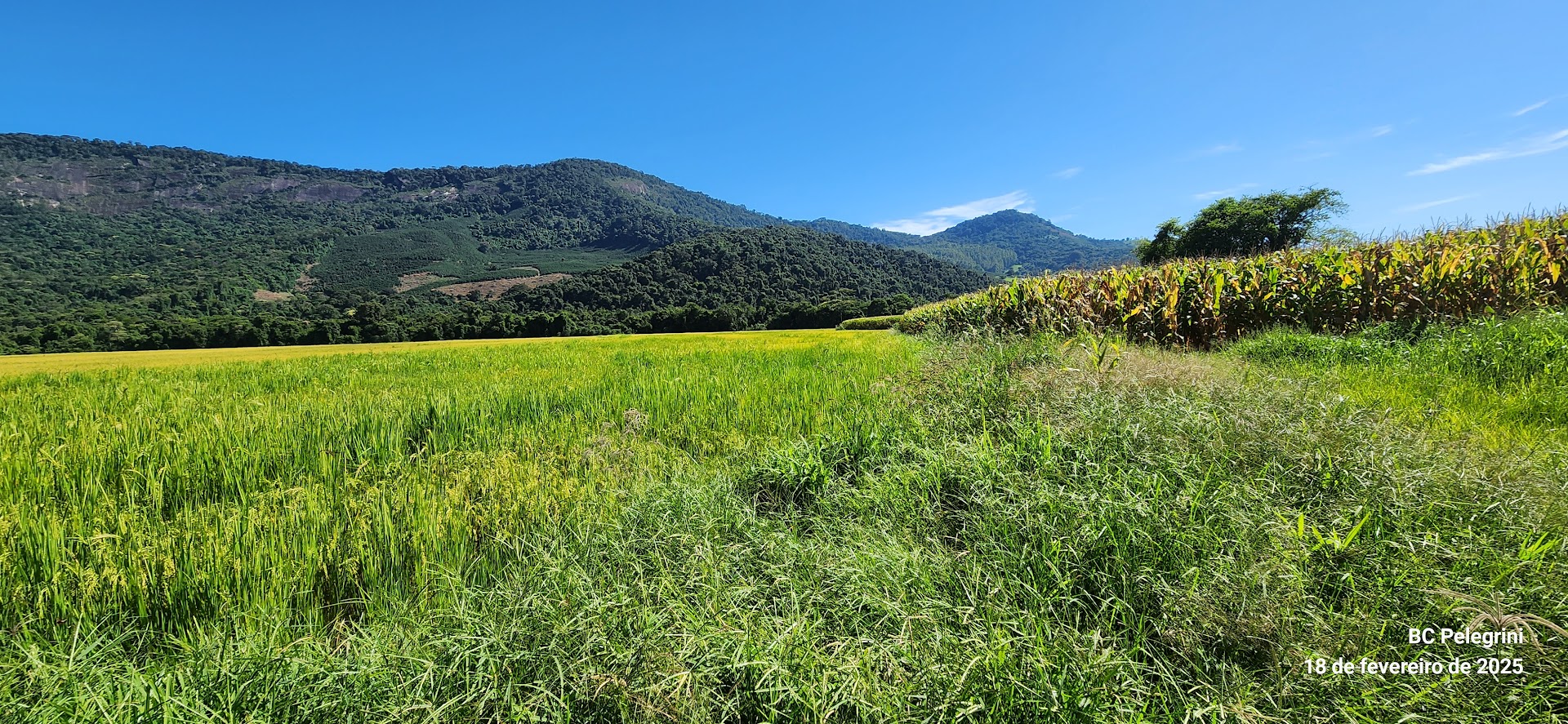 Fazenda à venda com 1 quarto, 1640000m² - Foto 5
