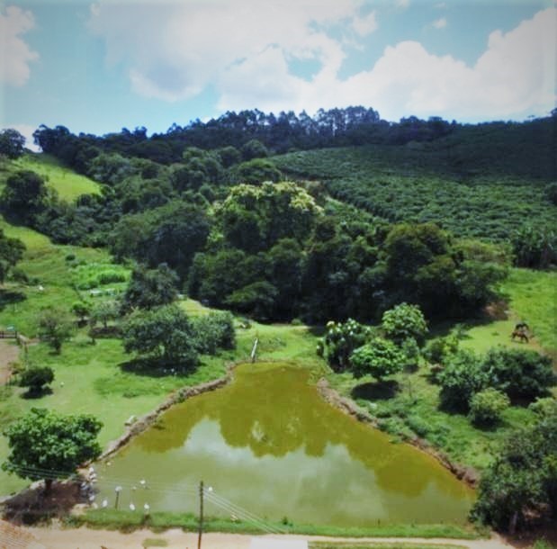 Fazenda à venda com 5 quartos, 1010000m² - Foto 4