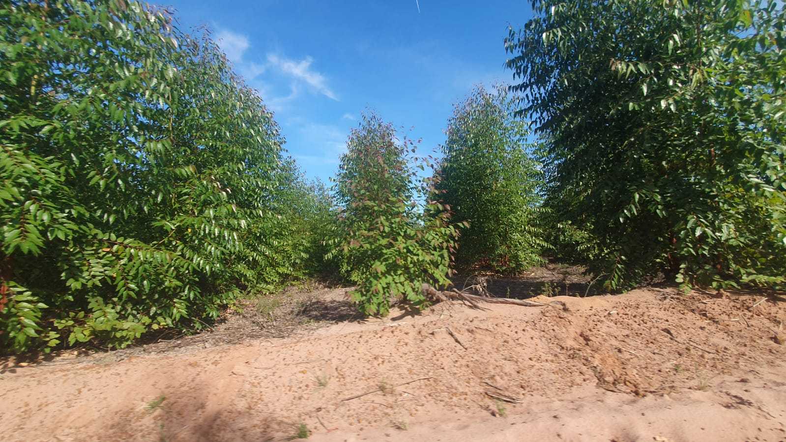 Fazenda à venda com 1 quarto, 26m² - Foto 9