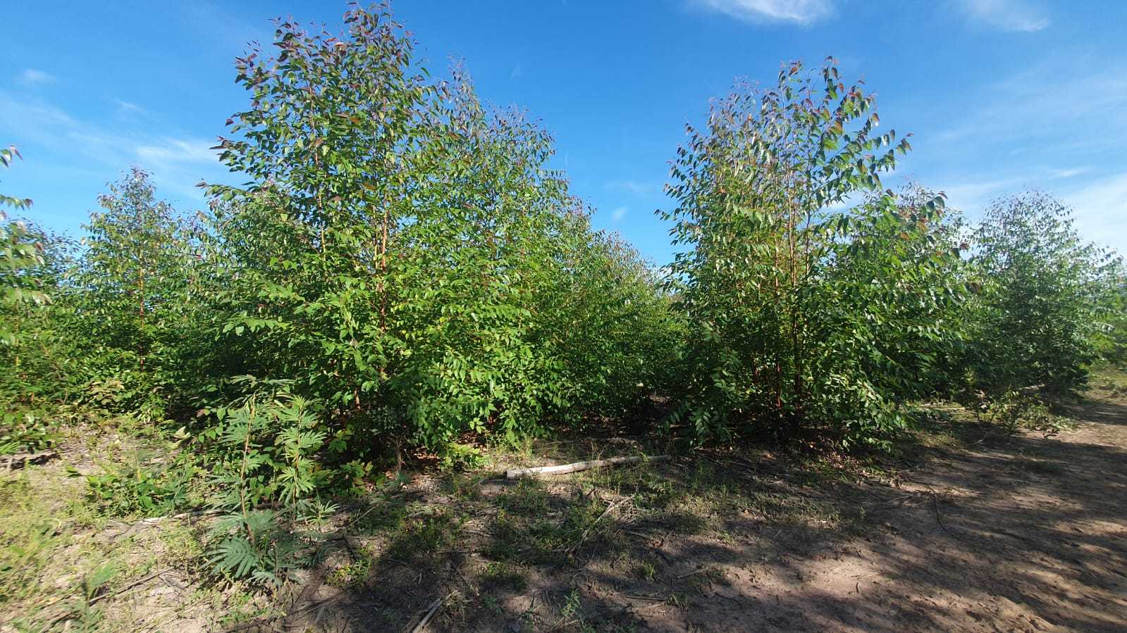 Fazenda à venda com 1 quarto, 26m² - Foto 12