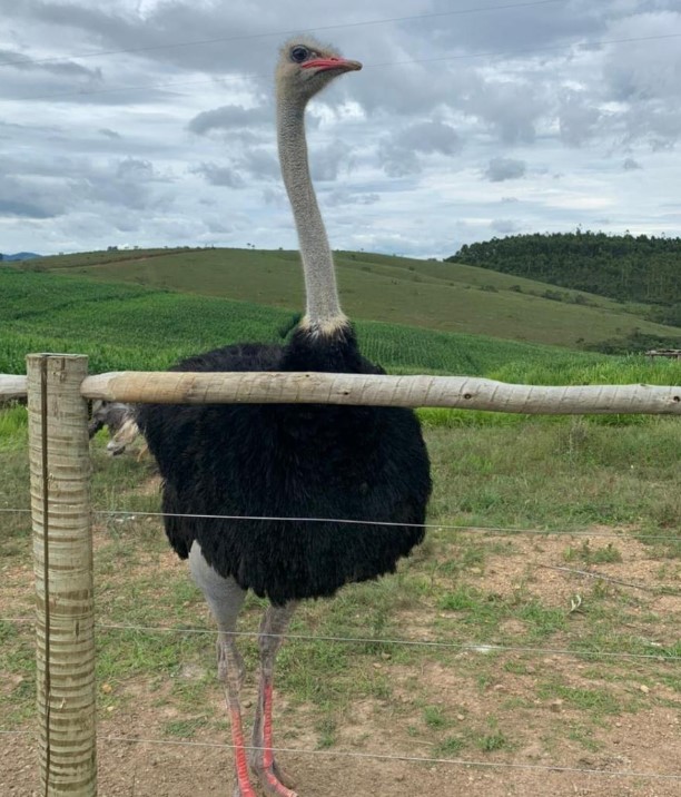 Fazenda à venda com 4 quartos, 1190000m² - Foto 11