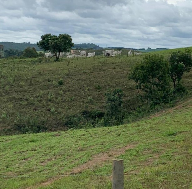 Fazenda à venda com 4 quartos, 1190000m² - Foto 8