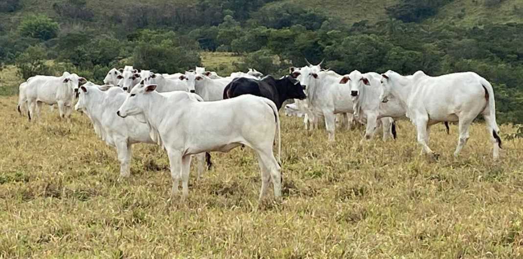 Fazenda à venda com 4 quartos, 1190000m² - Foto 10
