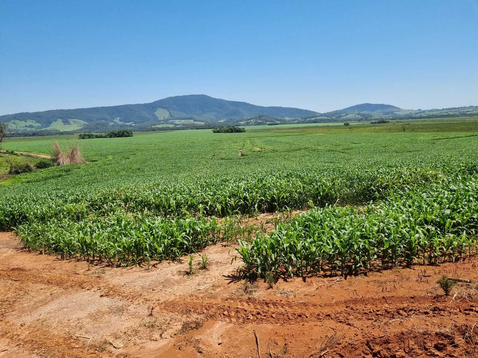 Fazenda à venda com 1 quarto, 2010000m² - Foto 1