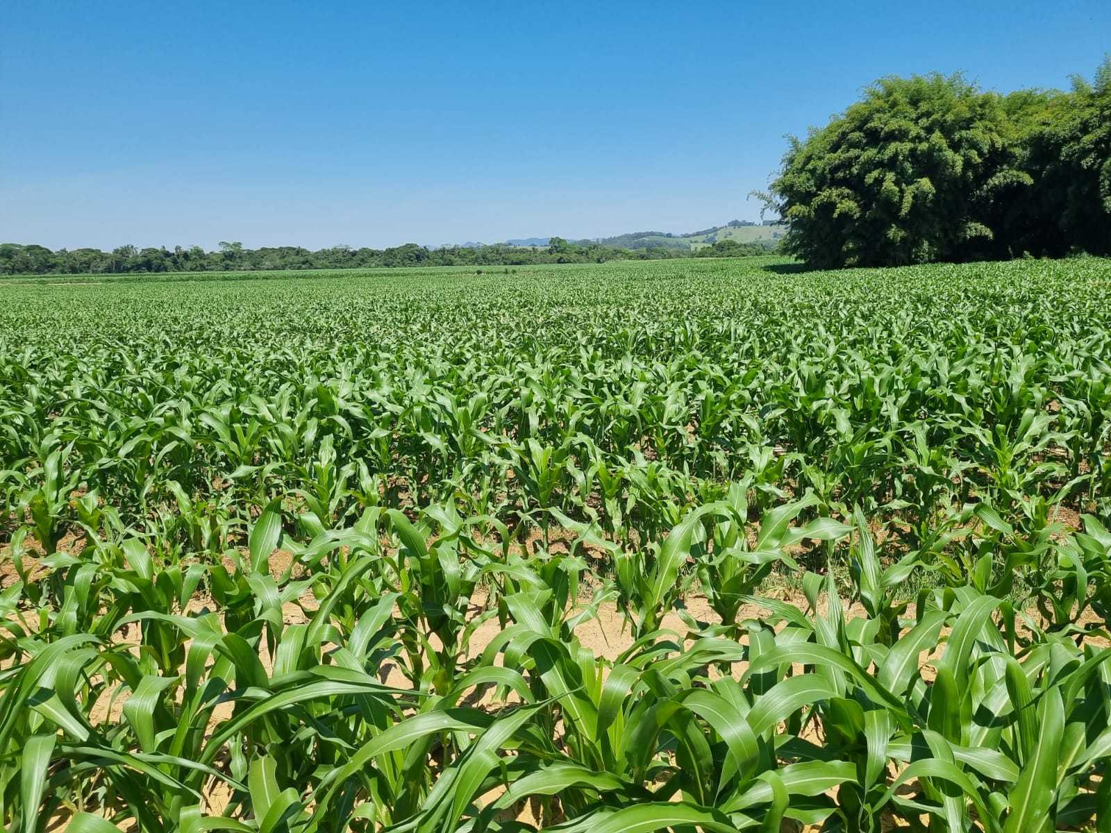 Fazenda à venda com 1 quarto, 2010000m² - Foto 13