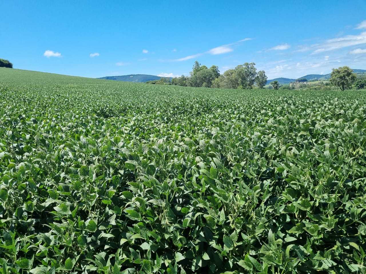 Fazenda à venda com 4 quartos, 1452000m² - Foto 5