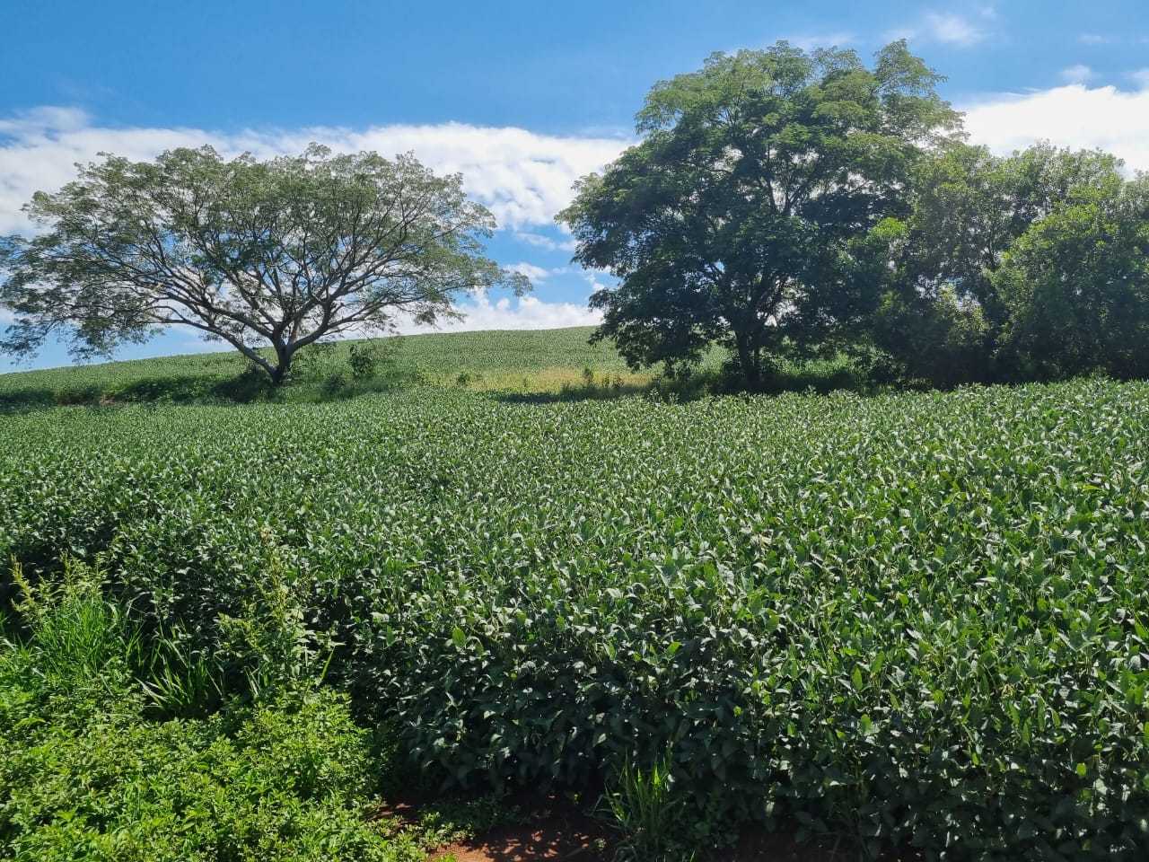 Fazenda à venda com 4 quartos, 1452000m² - Foto 9