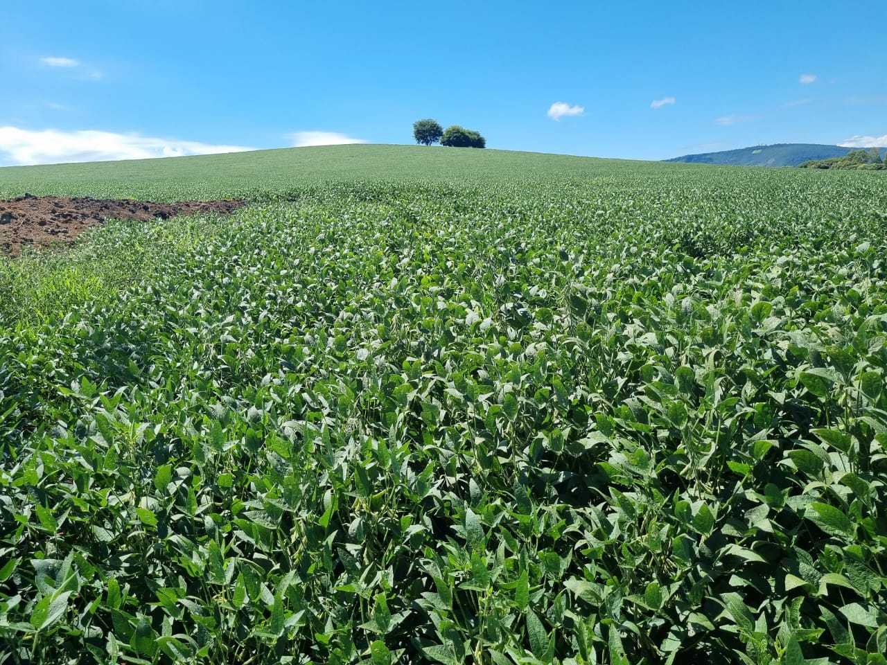 Fazenda à venda com 4 quartos, 1452000m² - Foto 1