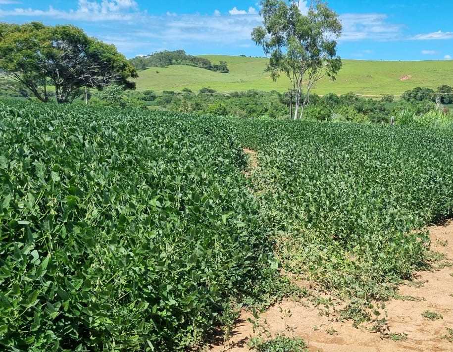 Fazenda à venda com 4 quartos, 1452000m² - Foto 4