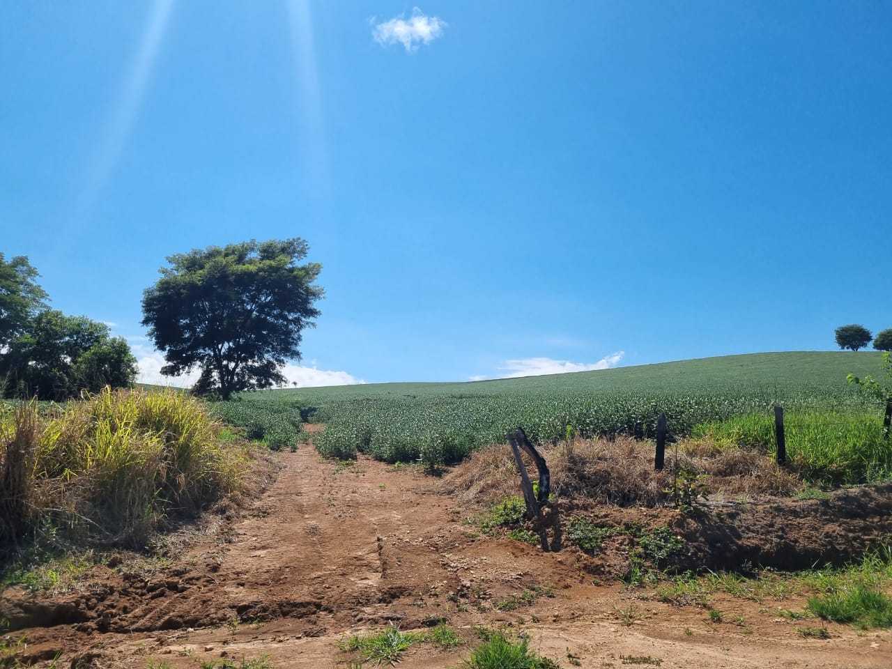 Fazenda à venda com 4 quartos, 1452000m² - Foto 8