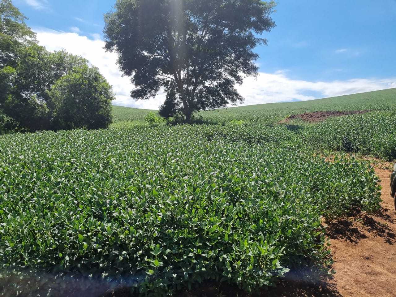 Fazenda à venda com 4 quartos, 1452000m² - Foto 7
