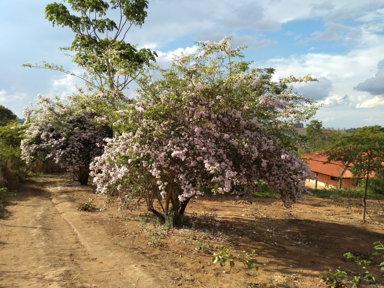 Fazenda à venda com 3 quartos, 30000m² - Foto 6