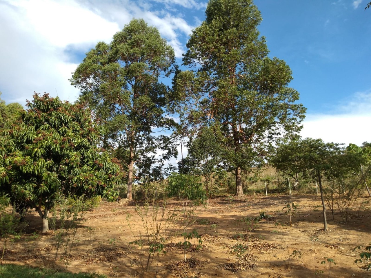 Fazenda à venda com 3 quartos, 30000m² - Foto 7