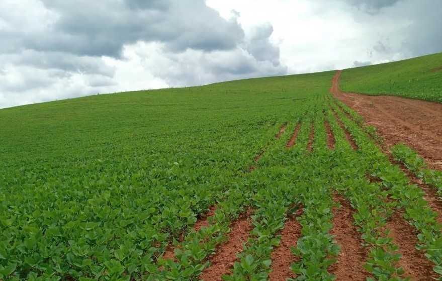 Fazenda à venda com 4 quartos, 6530000m² - Foto 12