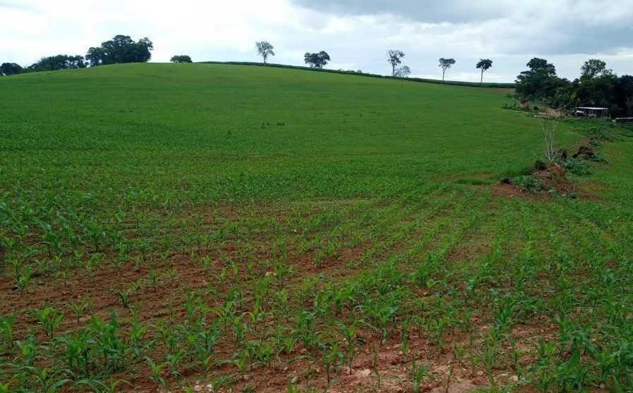 Fazenda à venda com 4 quartos, 6530000m² - Foto 11
