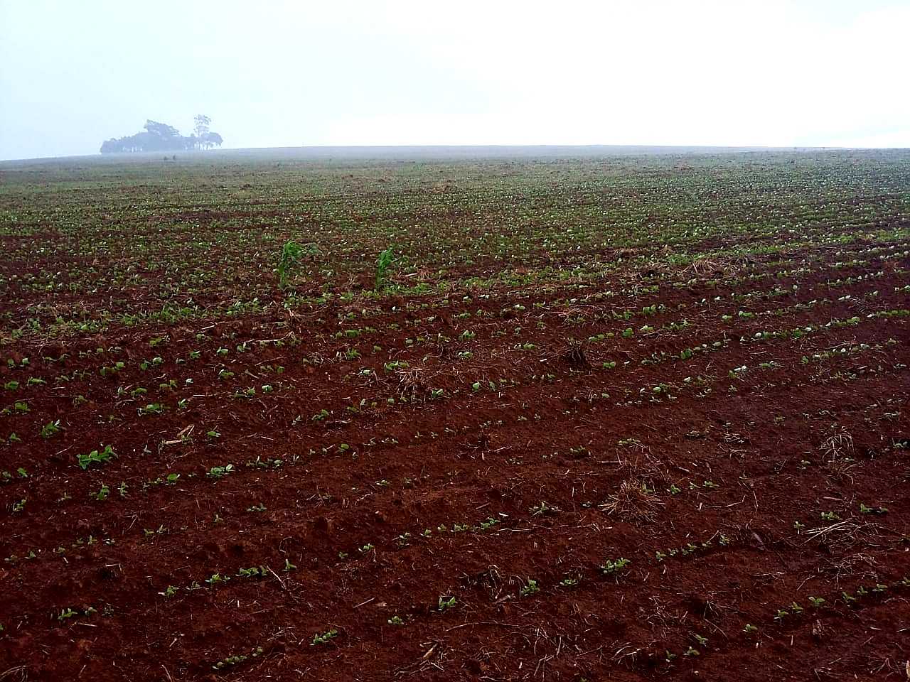 Fazenda à venda com 4 quartos, 6530000m² - Foto 5