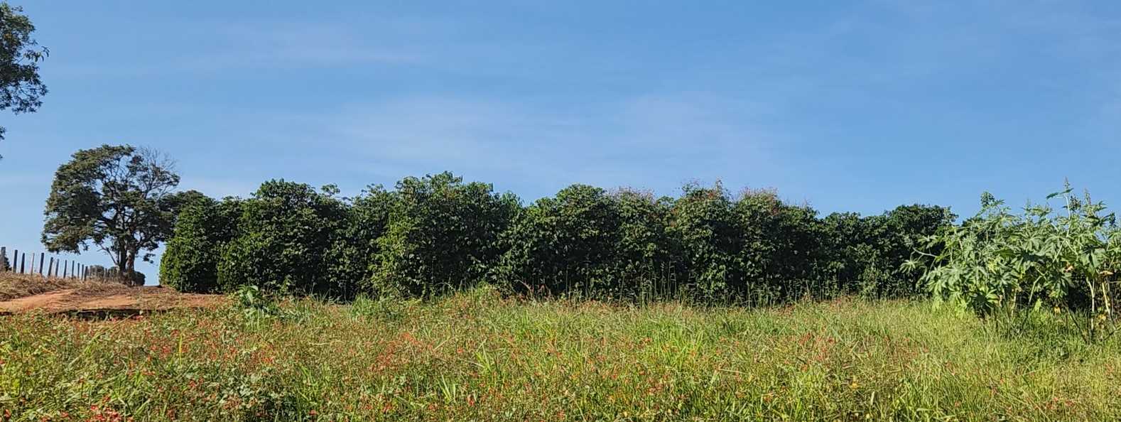 Fazenda à venda com 1 quarto, 1260000m² - Foto 12