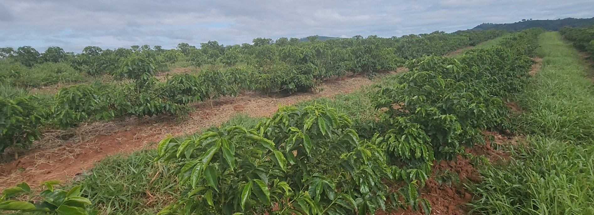 Fazenda à venda com 1 quarto, 1260000m² - Foto 2
