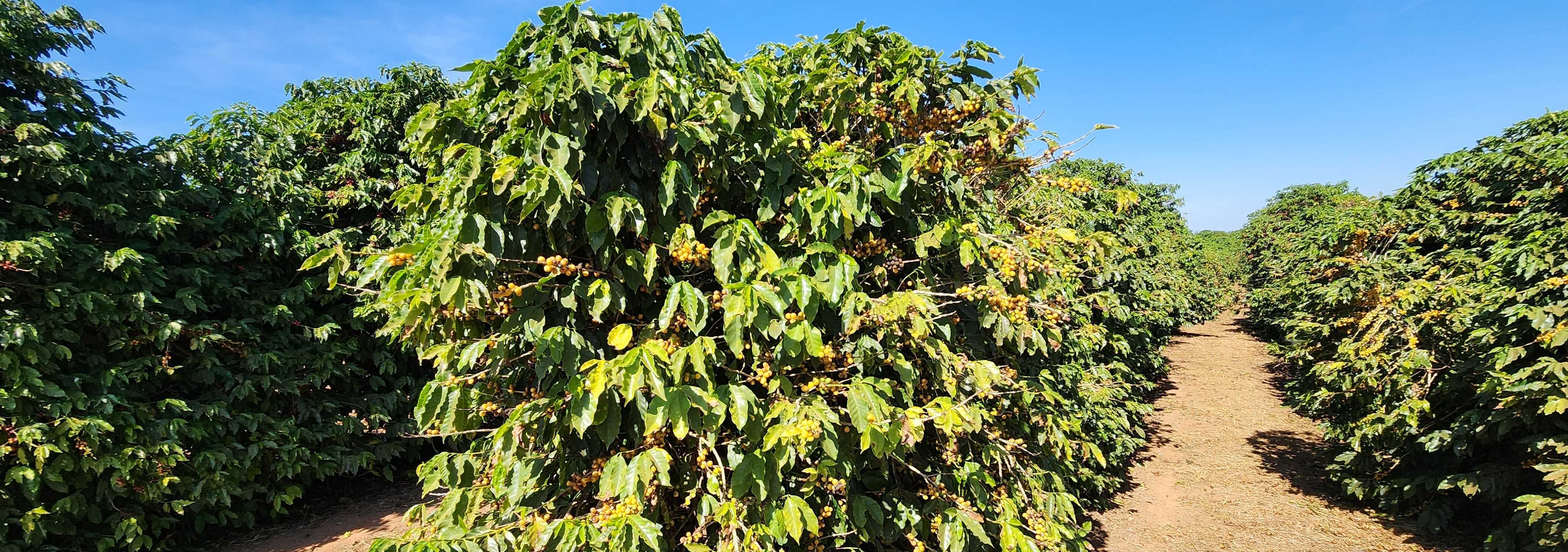 Fazenda à venda com 1 quarto, 1260000m² - Foto 5