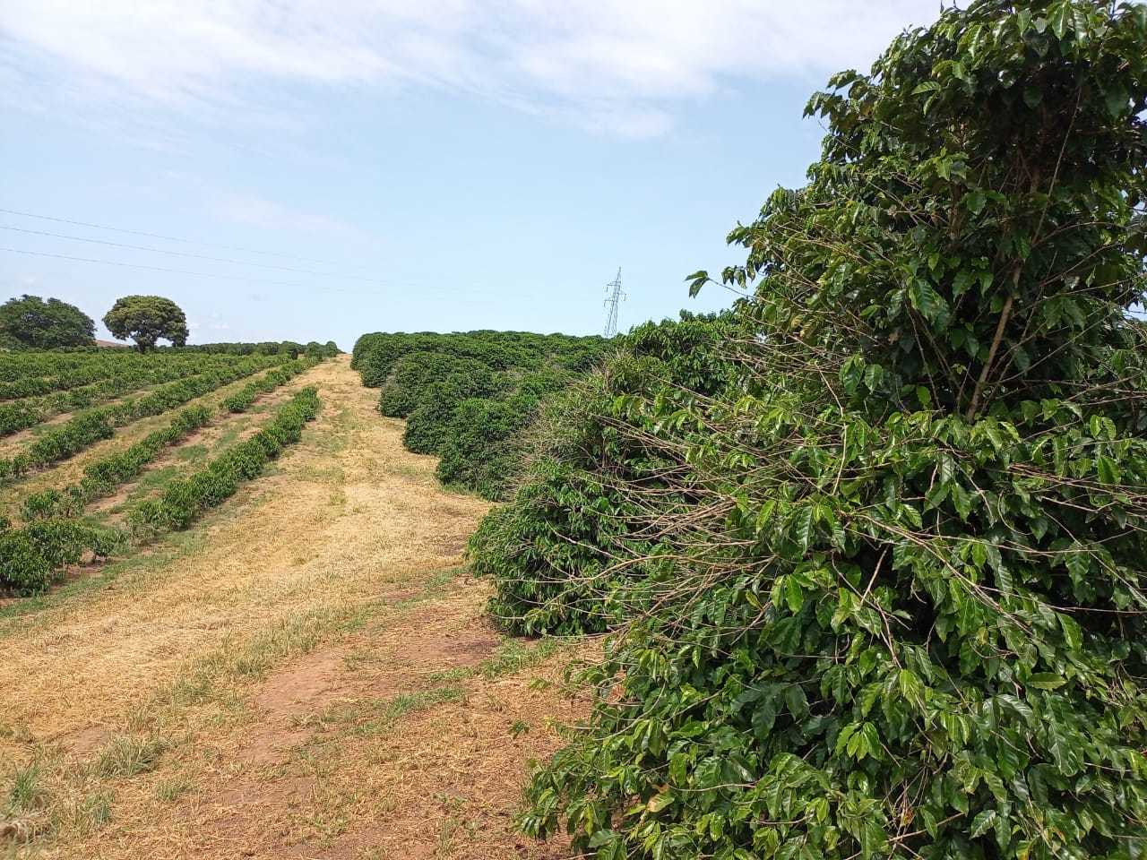 Fazenda à venda com 1 quarto, 1260000m² - Foto 11