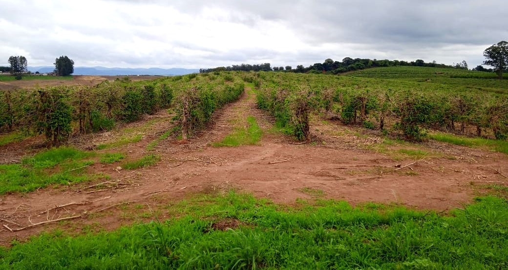 Fazenda à venda com 1 quarto, 1260000m² - Foto 6