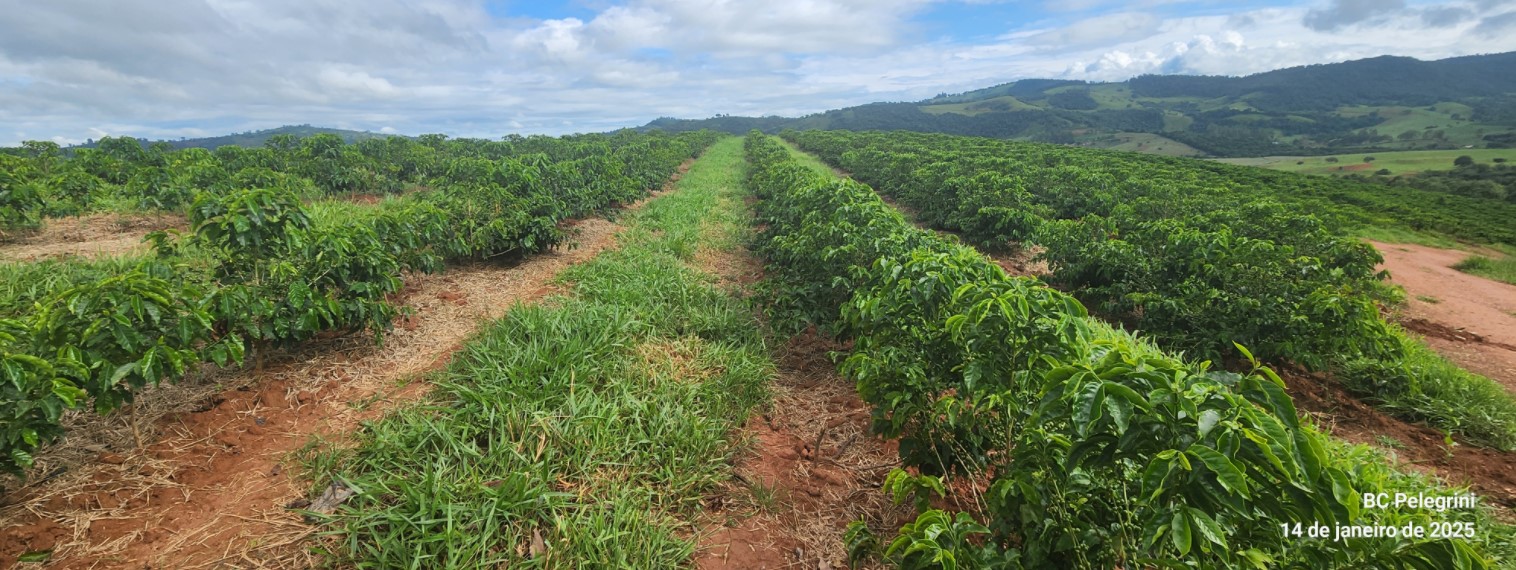 Fazenda à venda com 1 quarto, 1260000m² - Foto 3