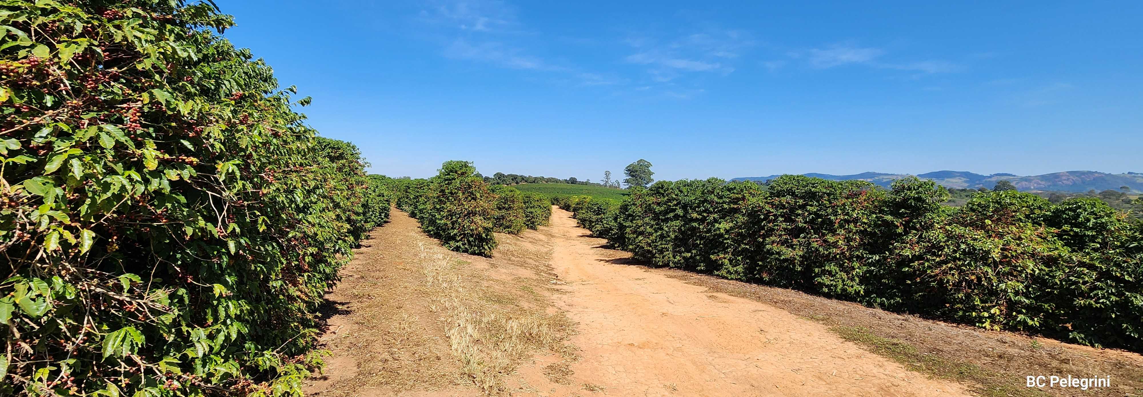 Fazenda à venda com 1 quarto, 1260000m² - Foto 7