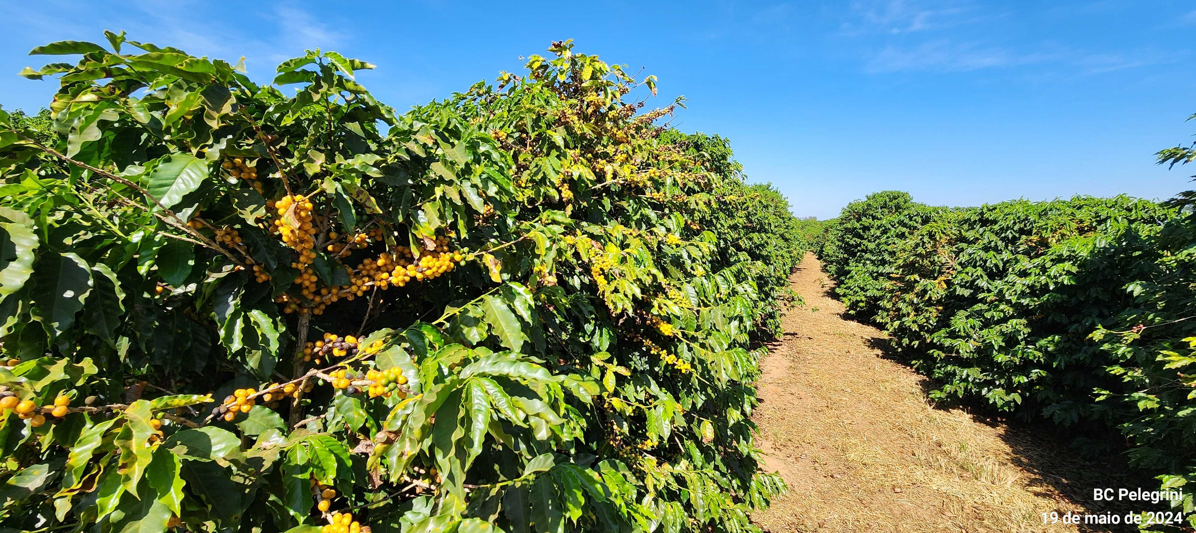 Fazenda à venda com 1 quarto, 1260000m² - Foto 9