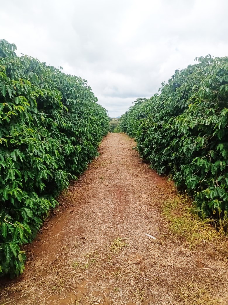 Fazenda à venda com 1 quarto, 1260000m² - Foto 22
