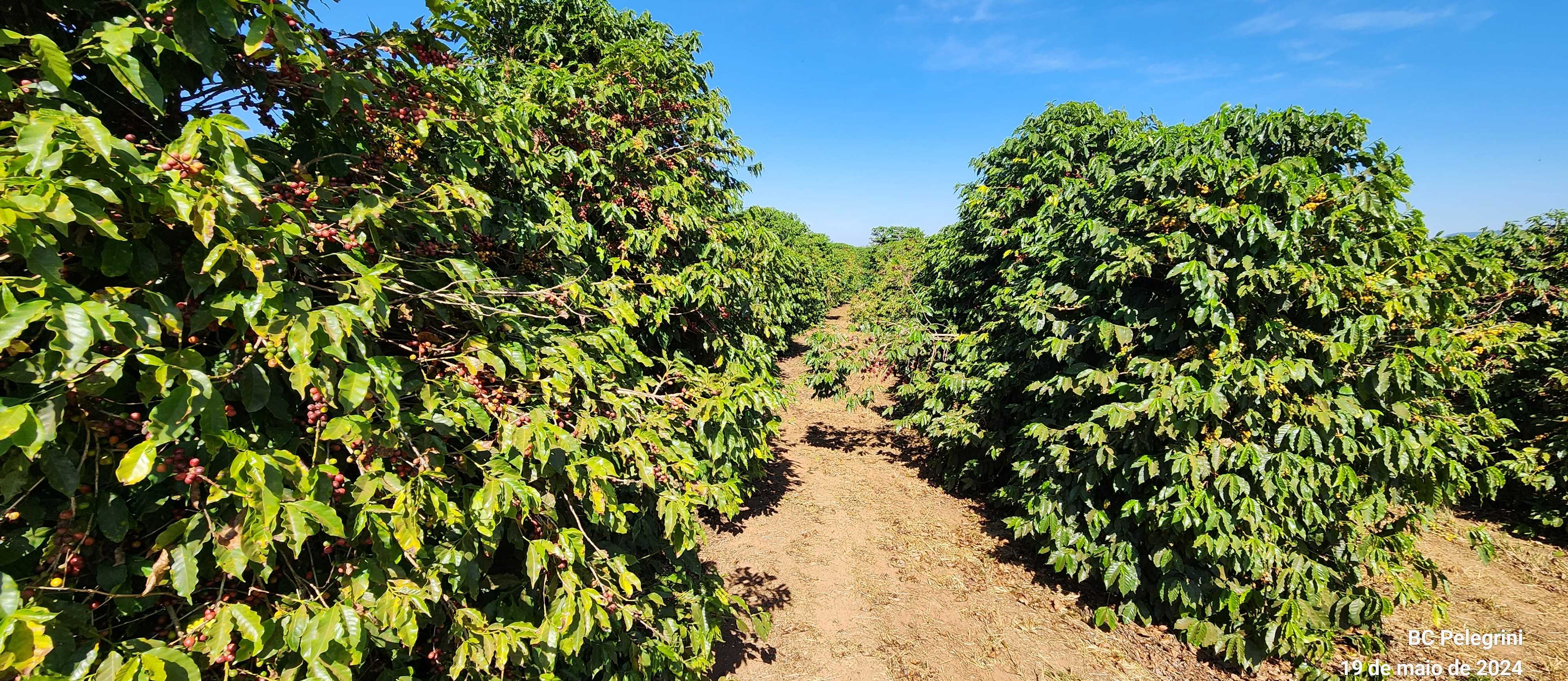Fazenda à venda com 1 quarto, 1260000m² - Foto 8