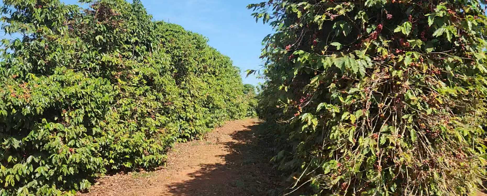 Fazenda à venda com 1 quarto, 1260000m² - Foto 10