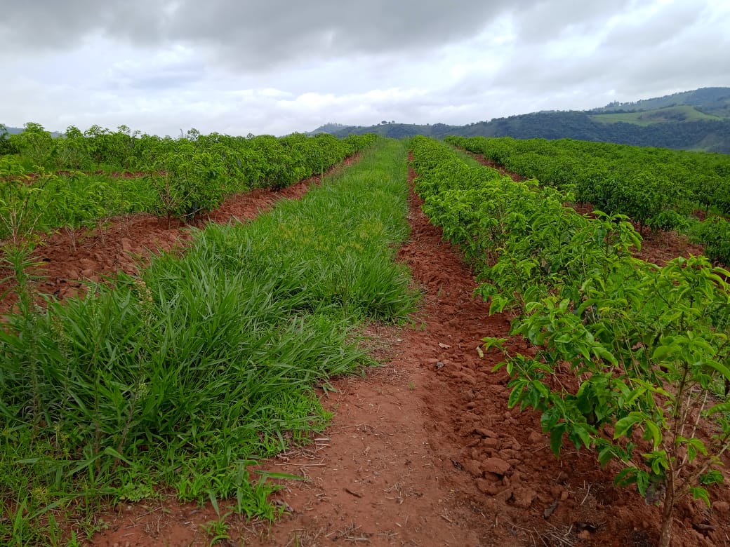 Fazenda à venda com 1 quarto, 1260000m² - Foto 21