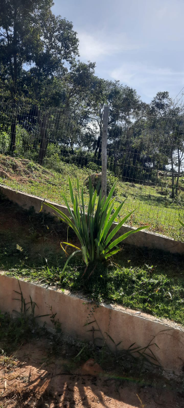 Sítio à venda com 4 quartos, 2000m² - Foto 15