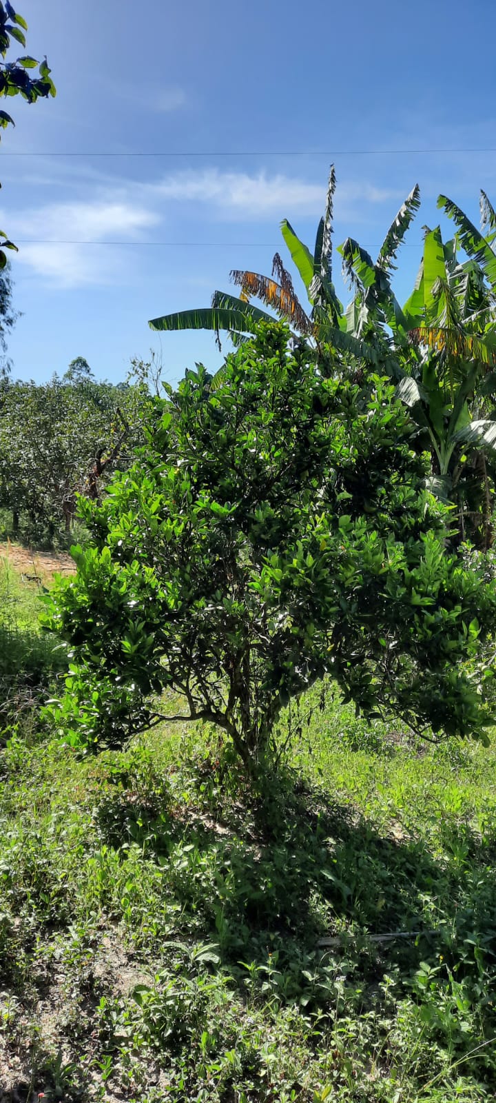 Sítio à venda com 4 quartos, 2000m² - Foto 22