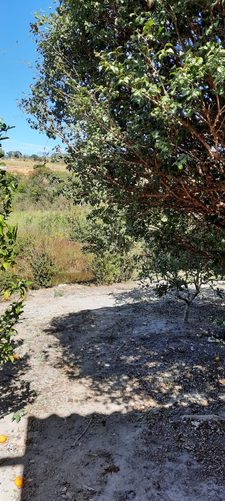 Sítio à venda com 4 quartos, 2000m² - Foto 6