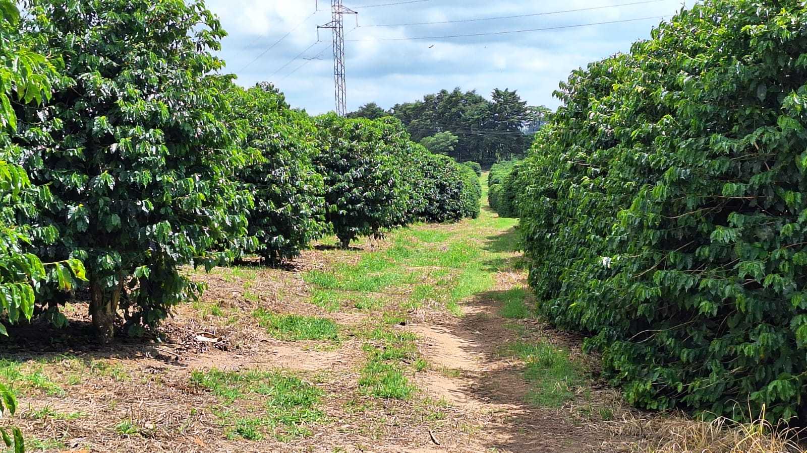 Sítio à venda com 3 quartos, 455000m² - Foto 20