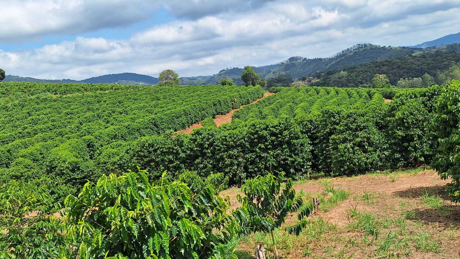 Sítio à venda com 3 quartos, 455000m² - Foto 3
