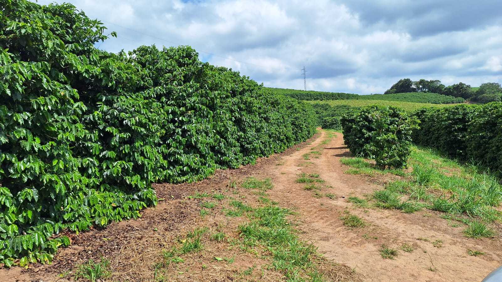 Sítio à venda com 3 quartos, 455000m² - Foto 15