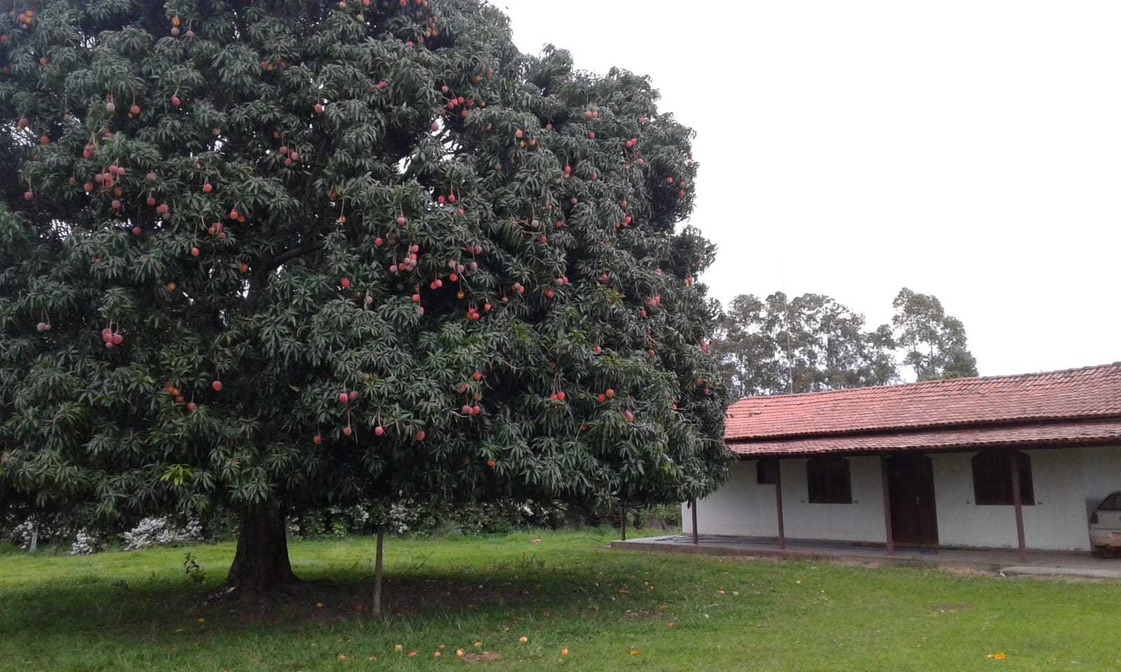 Fazenda à venda com 3 quartos, 32600000m² - Foto 14