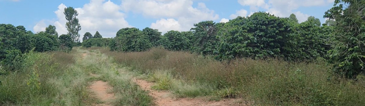 Sítio à venda com 3 quartos, 300m² - Foto 6