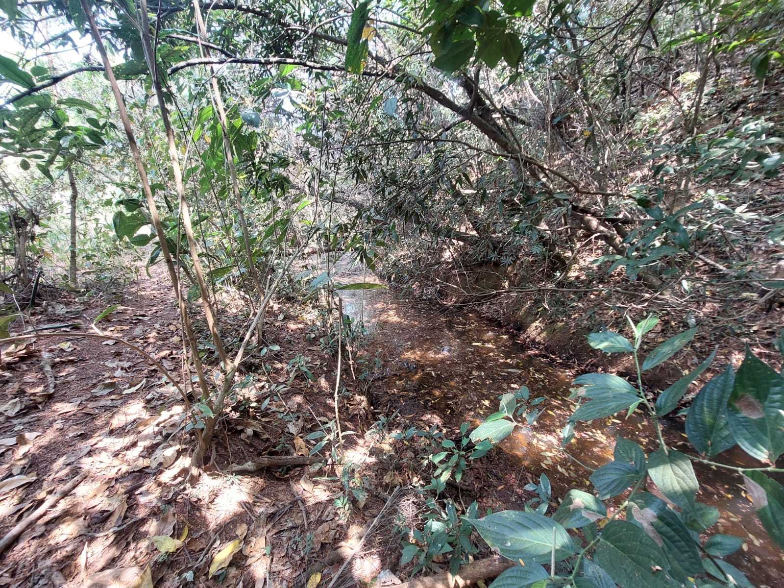 Terreno à venda com 1 quarto, 20000m² - Foto 7