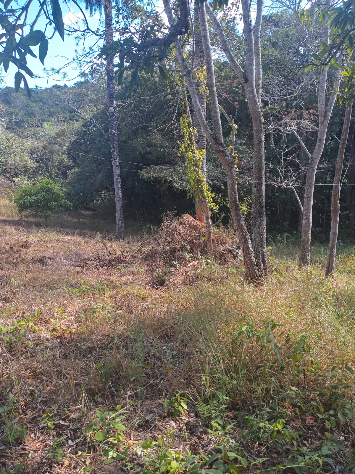 Fazenda à venda com 3 quartos, 4000m² - Foto 23